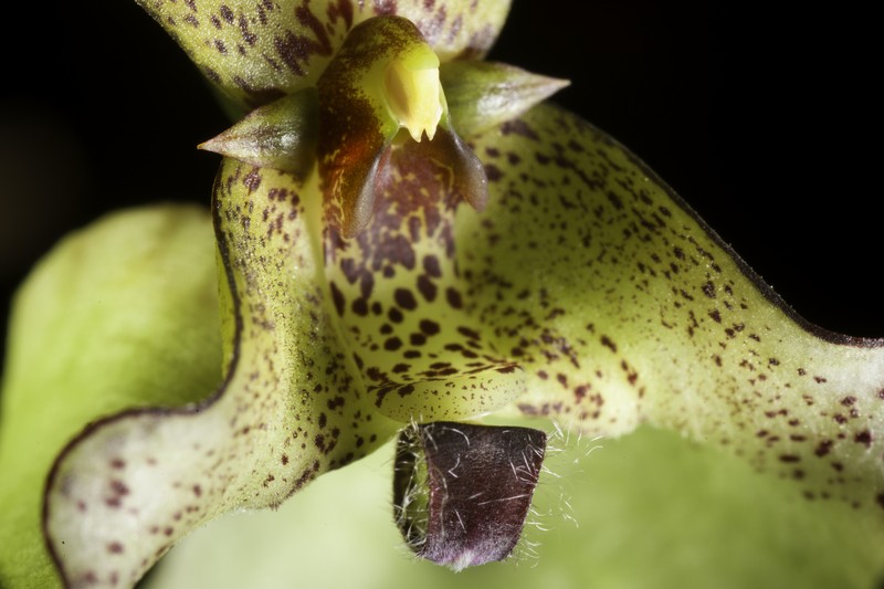 Bulbophyllum fritillariiflorum photo 6