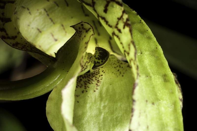 Bulbophyllum fritillariiflorum photo 7