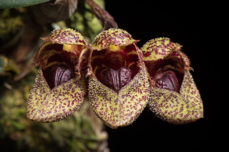 Bulbophyllum frostii