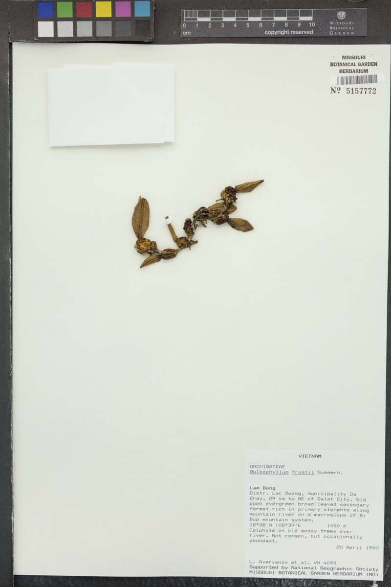 Bulbophyllum frostii photo 3