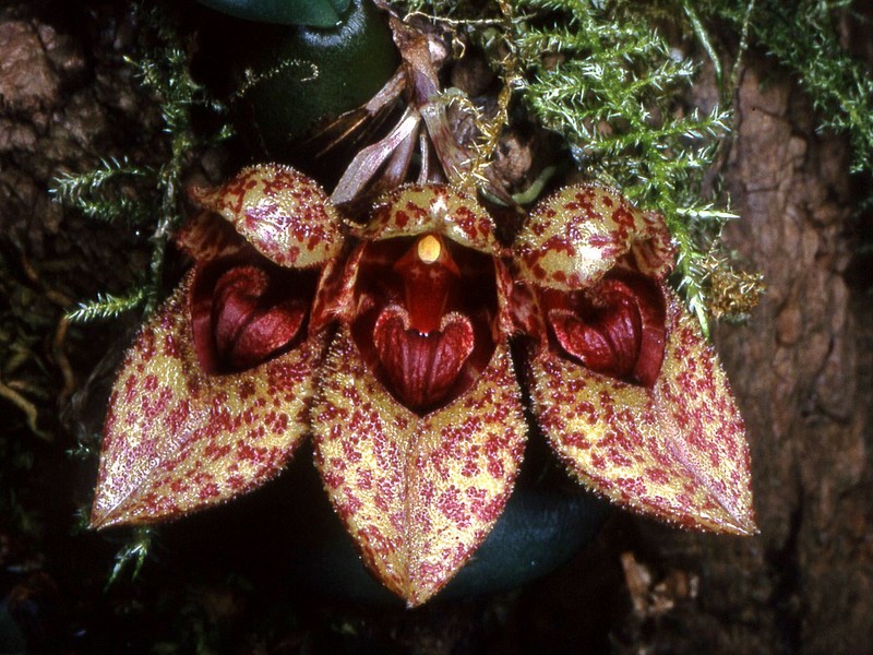 Bulbophyllum frostii photo 4