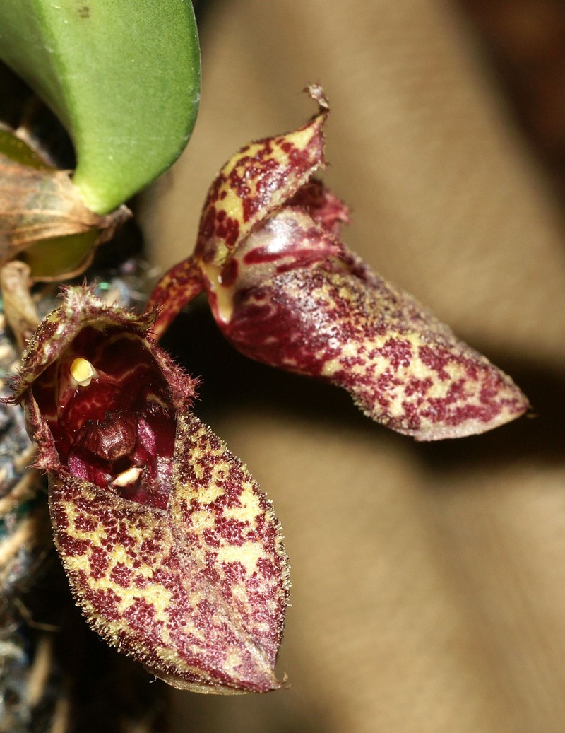 Bulbophyllum frostii photo 5
