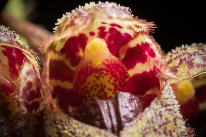 Bulbophyllum frostii photo 6