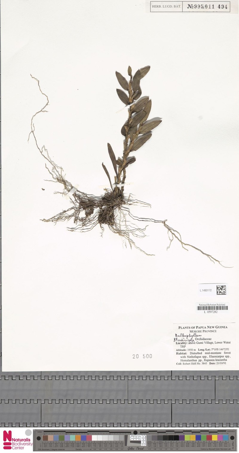 Bulbophyllum fruticicola