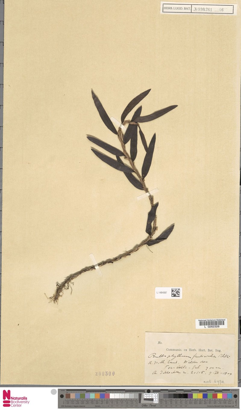 Bulbophyllum fruticicola photo 2