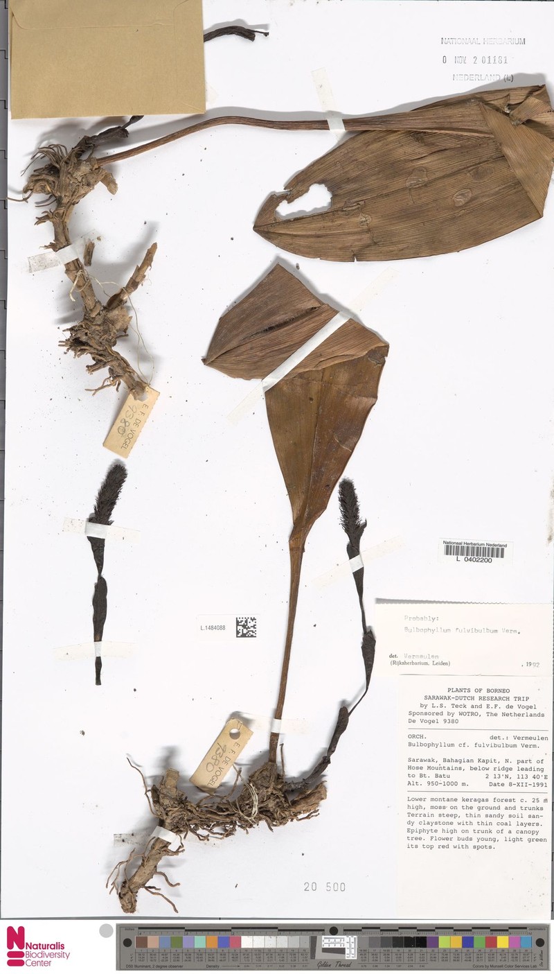 Bulbophyllum fulvibulbum