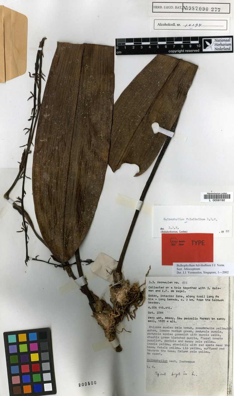 Bulbophyllum fulvibulbum photo 2
