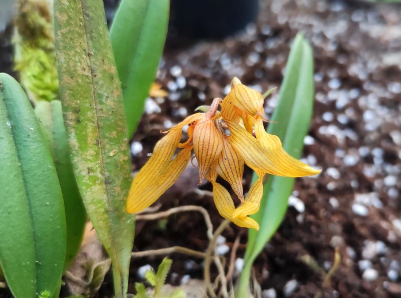 Bulbophyllum funingense photo 2