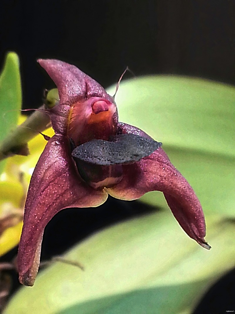 Bulbophyllum fuscopurpureum photo 2
