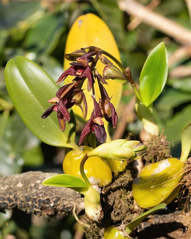 Bulbophyllum fuscopurpureum photo 3
