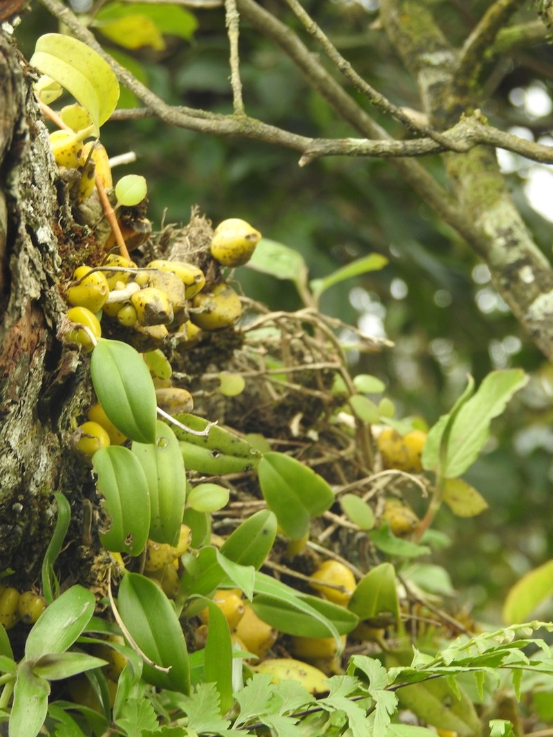Bulbophyllum fuscopurpureum photo 4