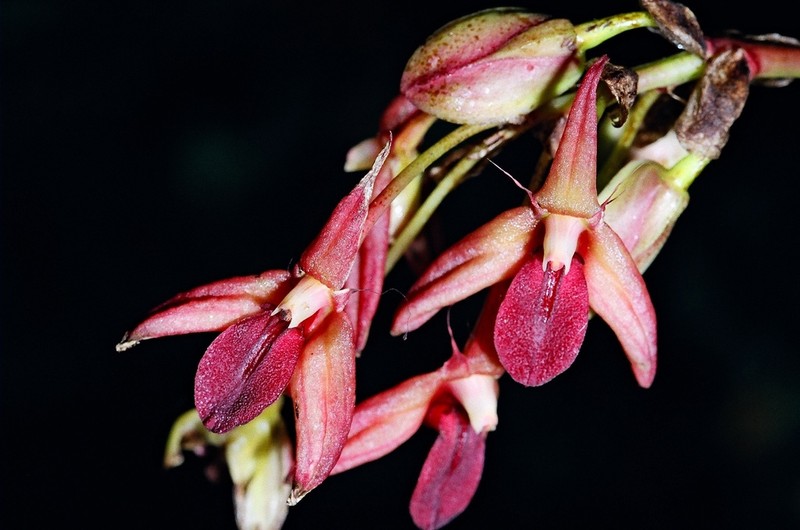 Bulbophyllum fuscopurpureum photo 6