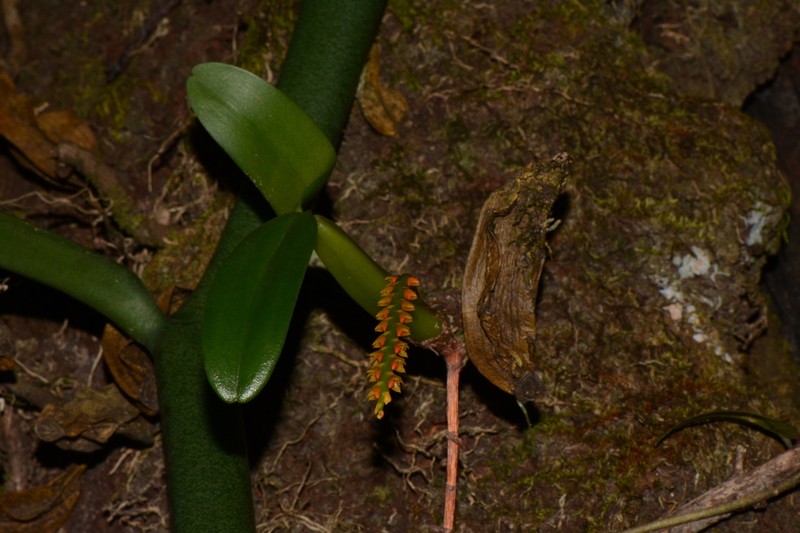 Bulbophyllum fuscum