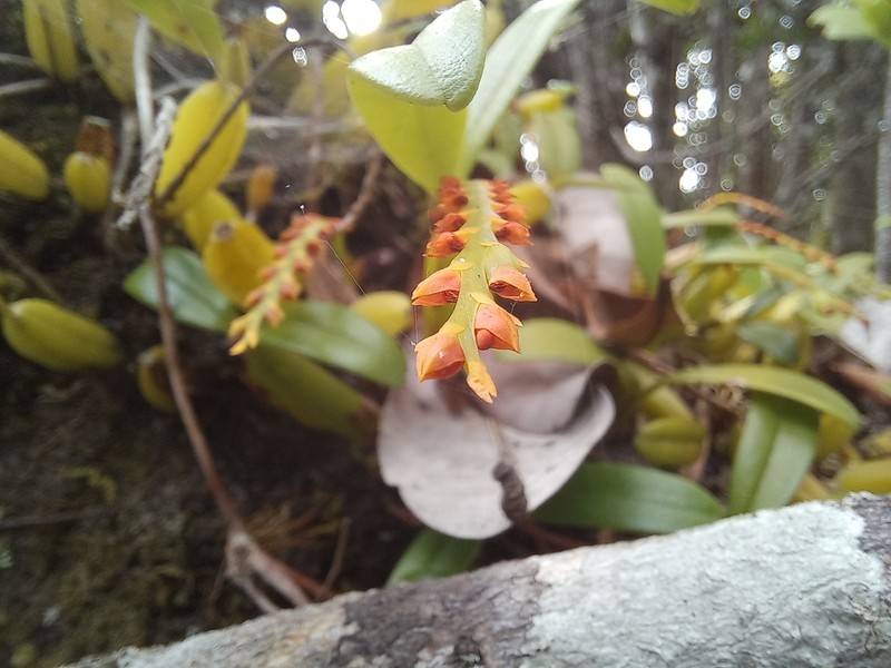 Bulbophyllum fuscum photo 2