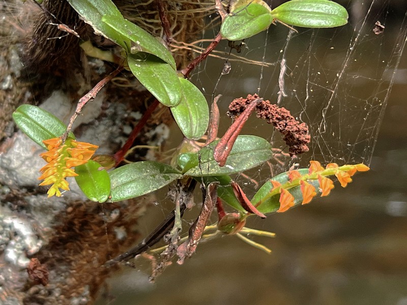 Bulbophyllum fuscum photo 3