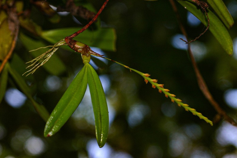 Bulbophyllum fuscum photo 4