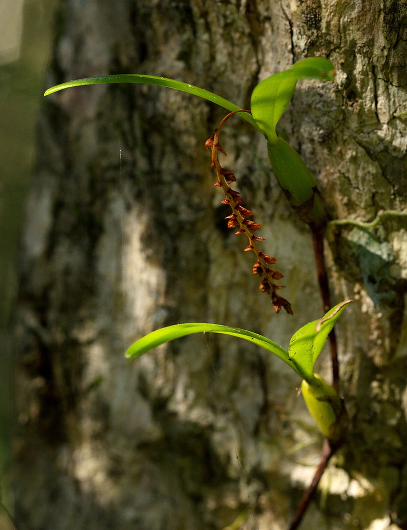 Bulbophyllum fuscum photo 5