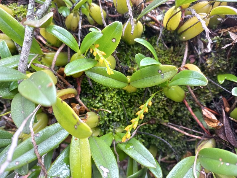 Bulbophyllum fuscum photo 6