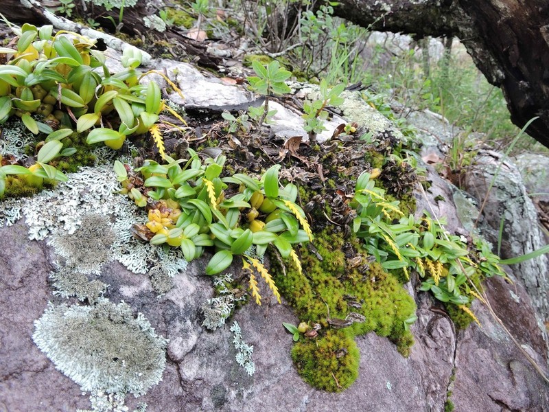 Bulbophyllum fuscum photo 7
