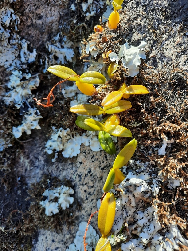 Bulbophyllum fuscum photo 8