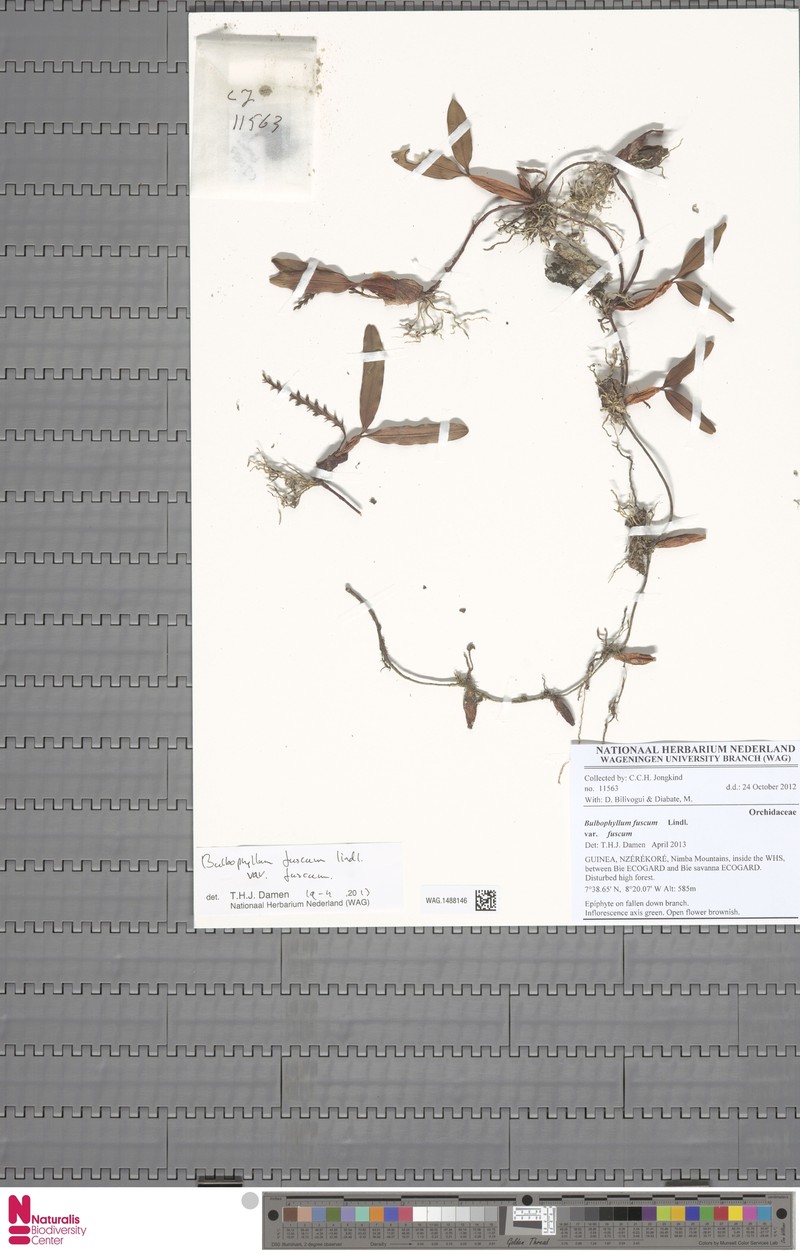Bulbophyllum fuscum var. fuscum