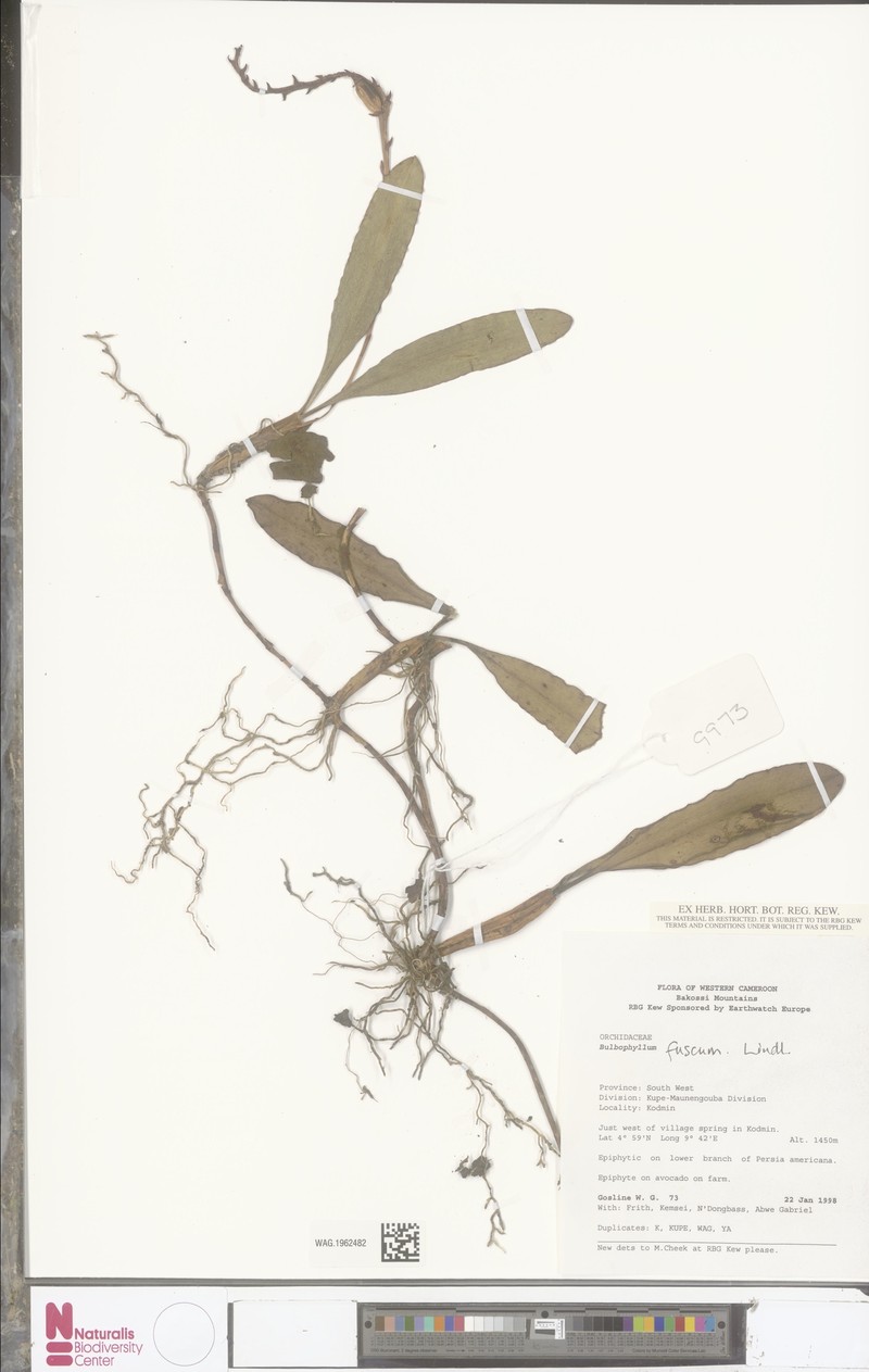 Bulbophyllum fuscum var. fuscum photo 2