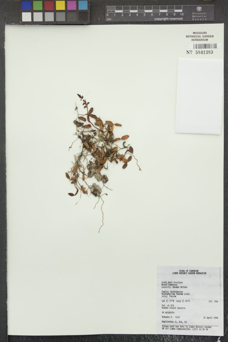 Bulbophyllum fuscum var. fuscum photo 3