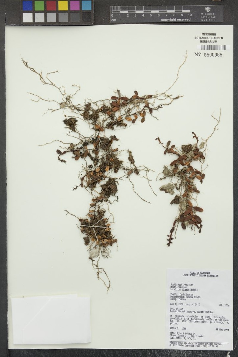 Bulbophyllum fuscum var. fuscum photo 4