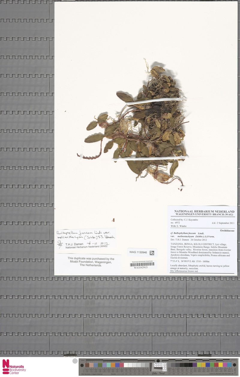 Bulbophyllum fuscum var. melinostachyum