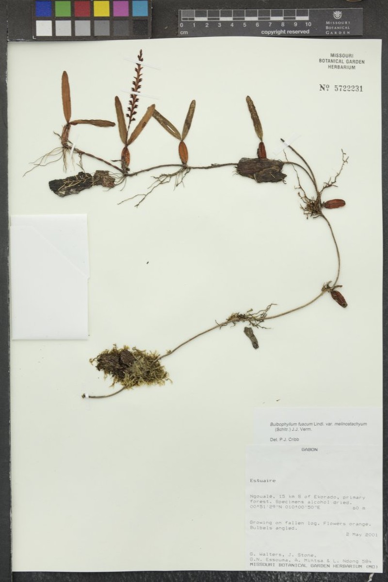 Bulbophyllum fuscum var. melinostachyum photo 2