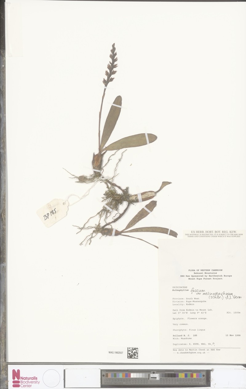 Bulbophyllum fuscum var. melinostachyum photo 3