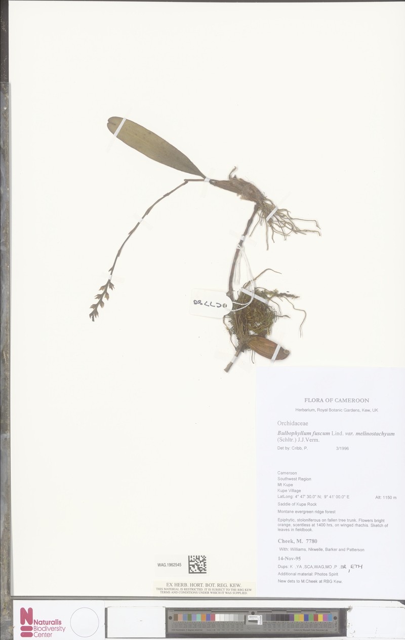Bulbophyllum fuscum var. melinostachyum photo 4
