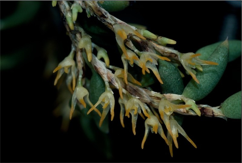 Bulbophyllum gadgarrense