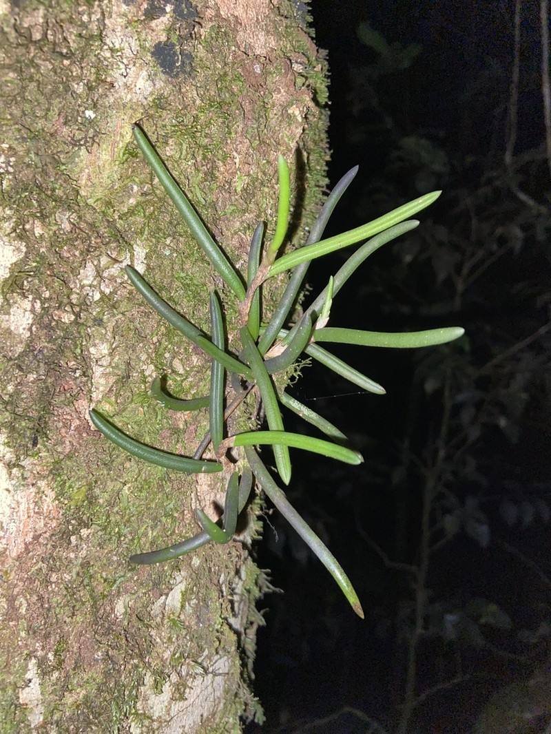 Bulbophyllum gadgarrense photo 2