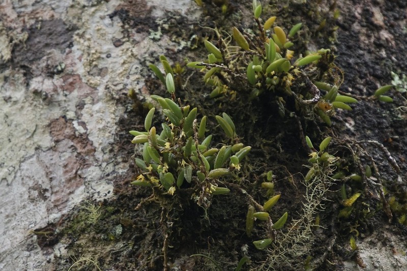 Bulbophyllum gadgarrense photo 3
