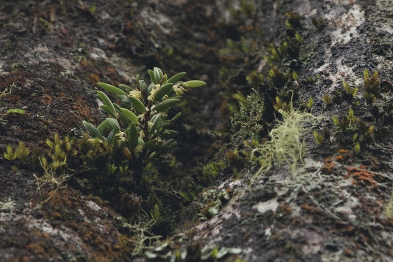 Bulbophyllum gadgarrense photo 4