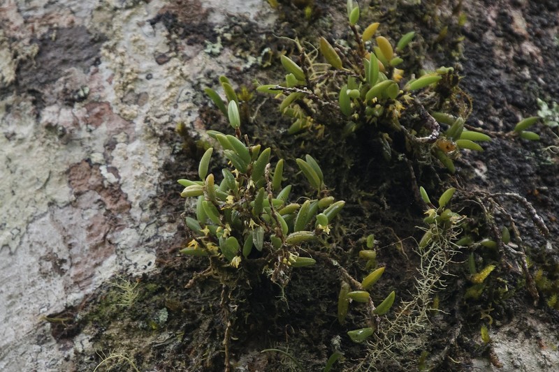 Bulbophyllum gadgarrense photo 6