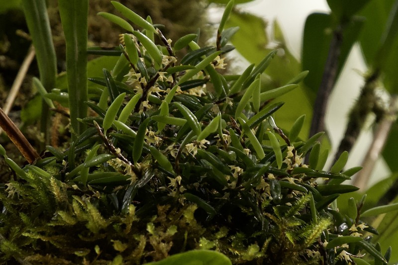 Bulbophyllum gadgarrense photo 7