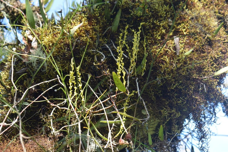 Bulbophyllum gajoense