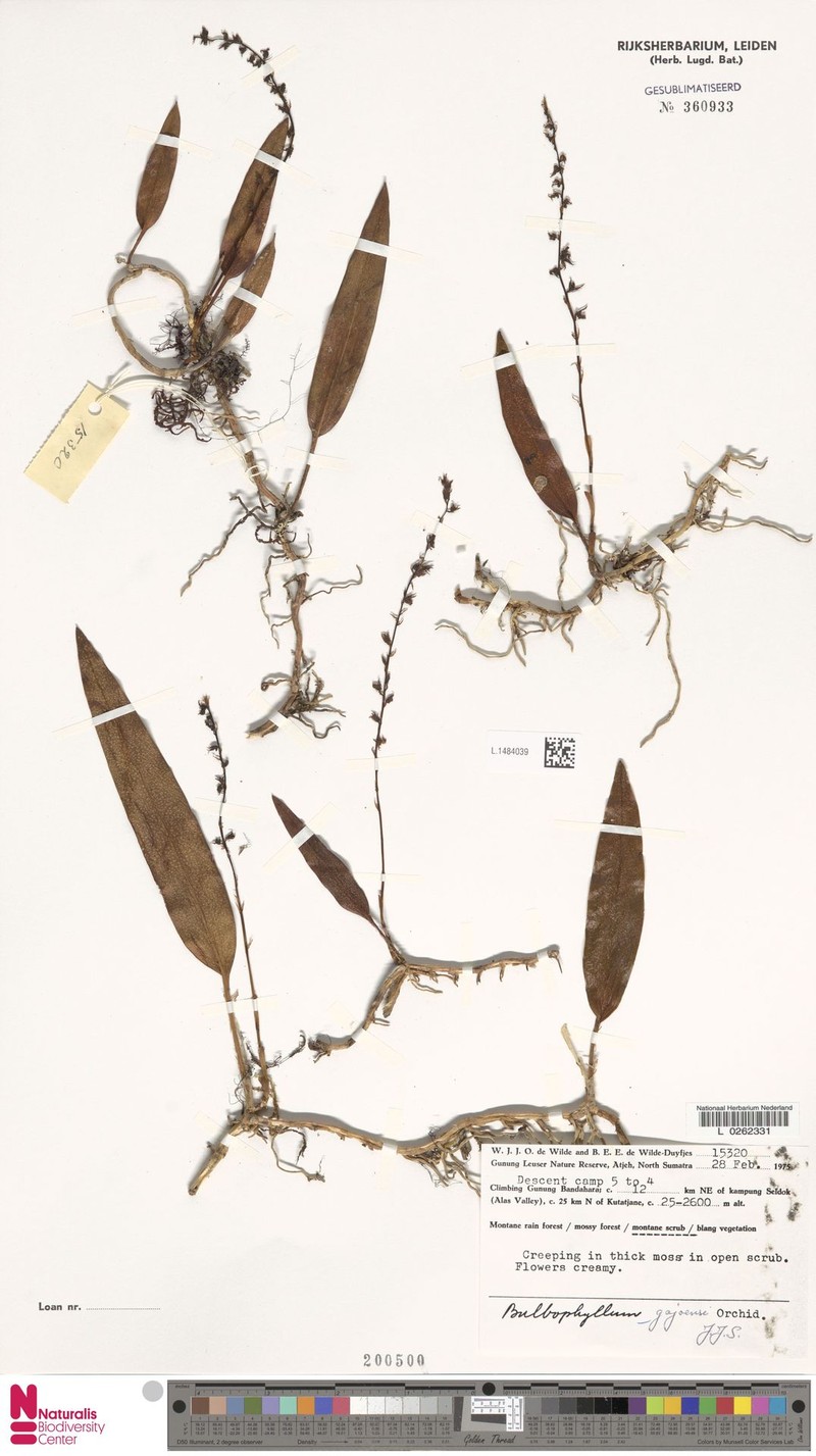 Bulbophyllum gajoense photo 3