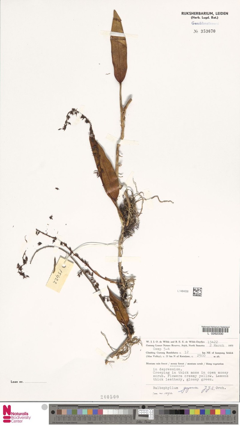 Bulbophyllum gajoense photo 4