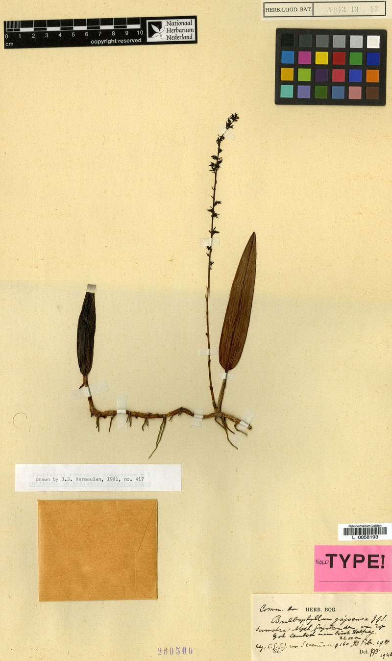 Bulbophyllum gajoense photo 5