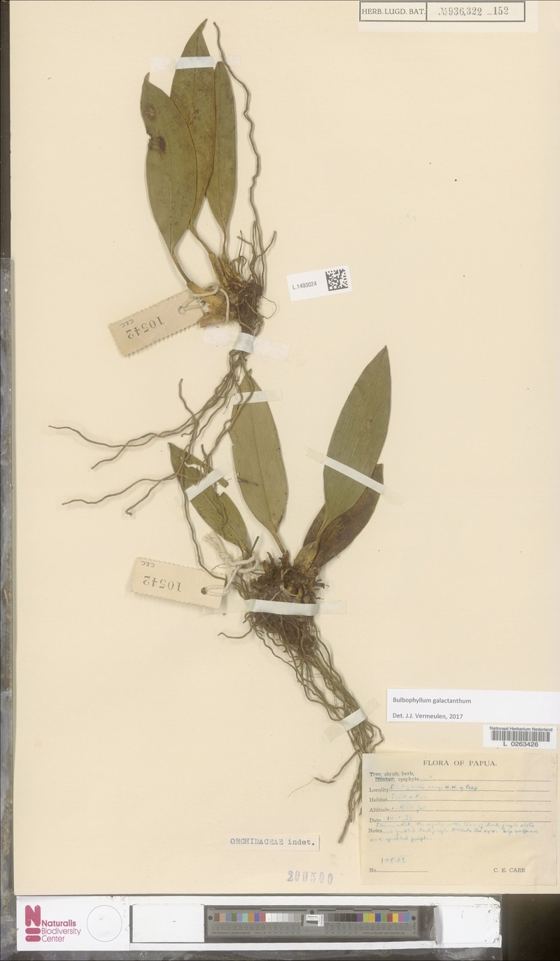 Bulbophyllum galactanthum
