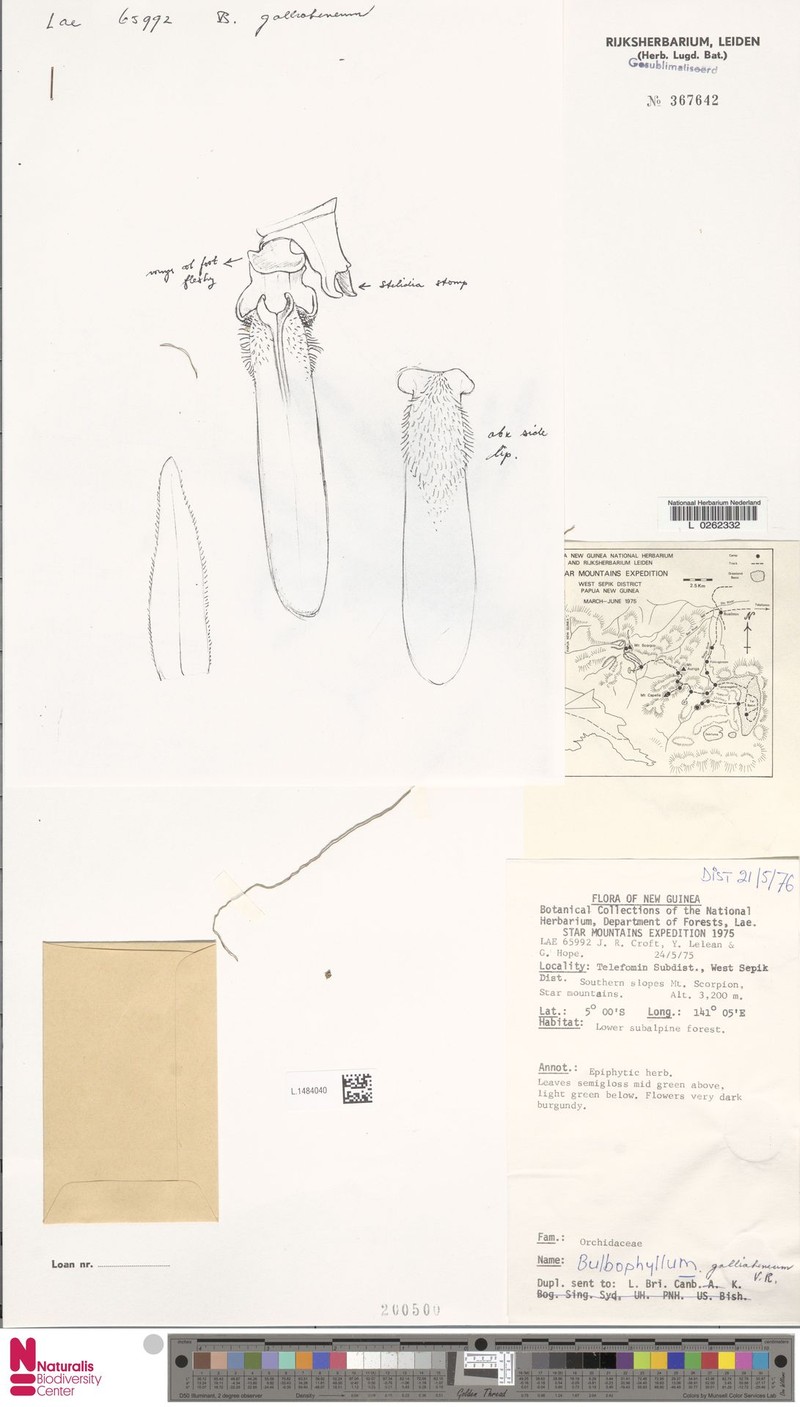 Bulbophyllum galliaheneum