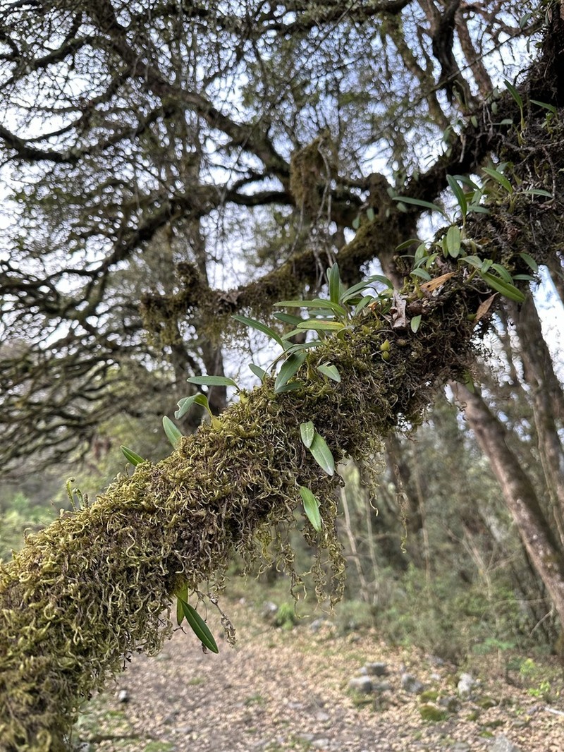Bulbophyllum gamblei