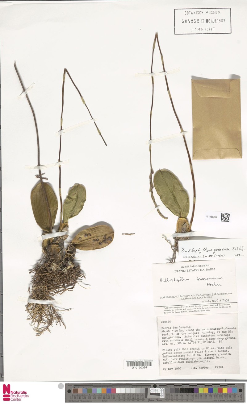 Bulbophyllum geraense