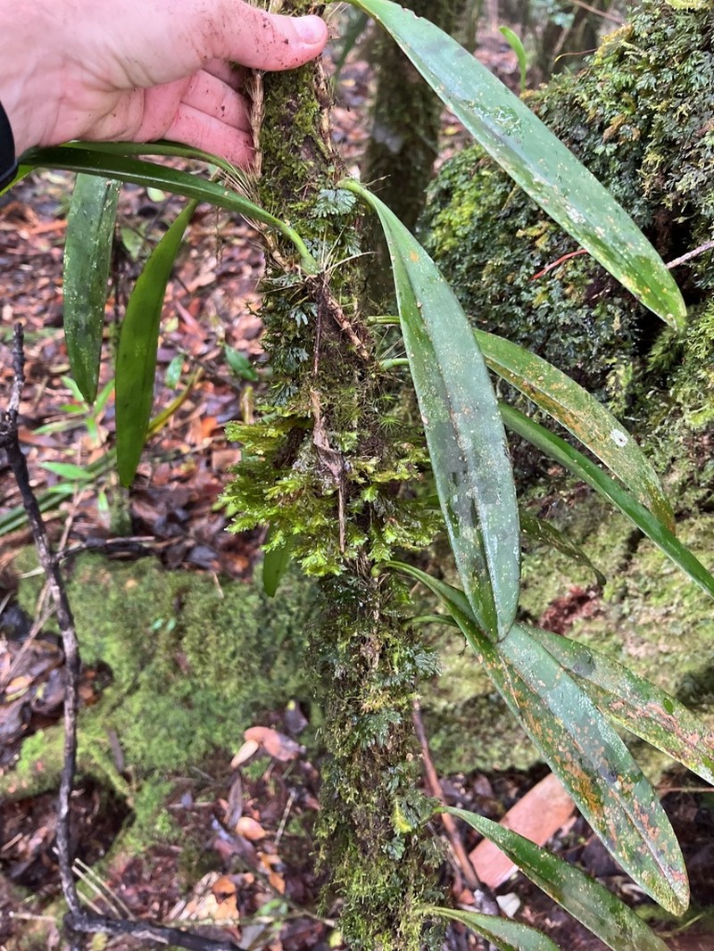 Bulbophyllum gerlandianum