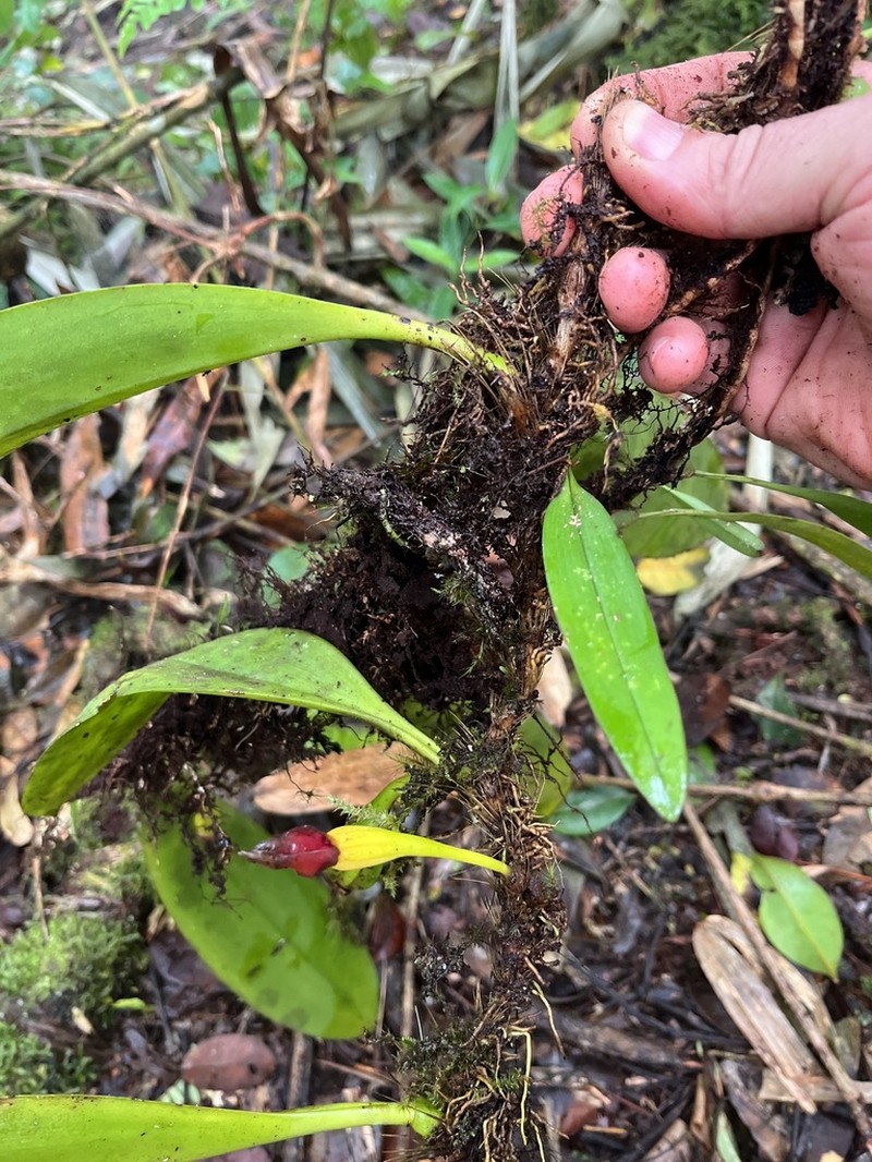 Bulbophyllum gerlandianum photo 2