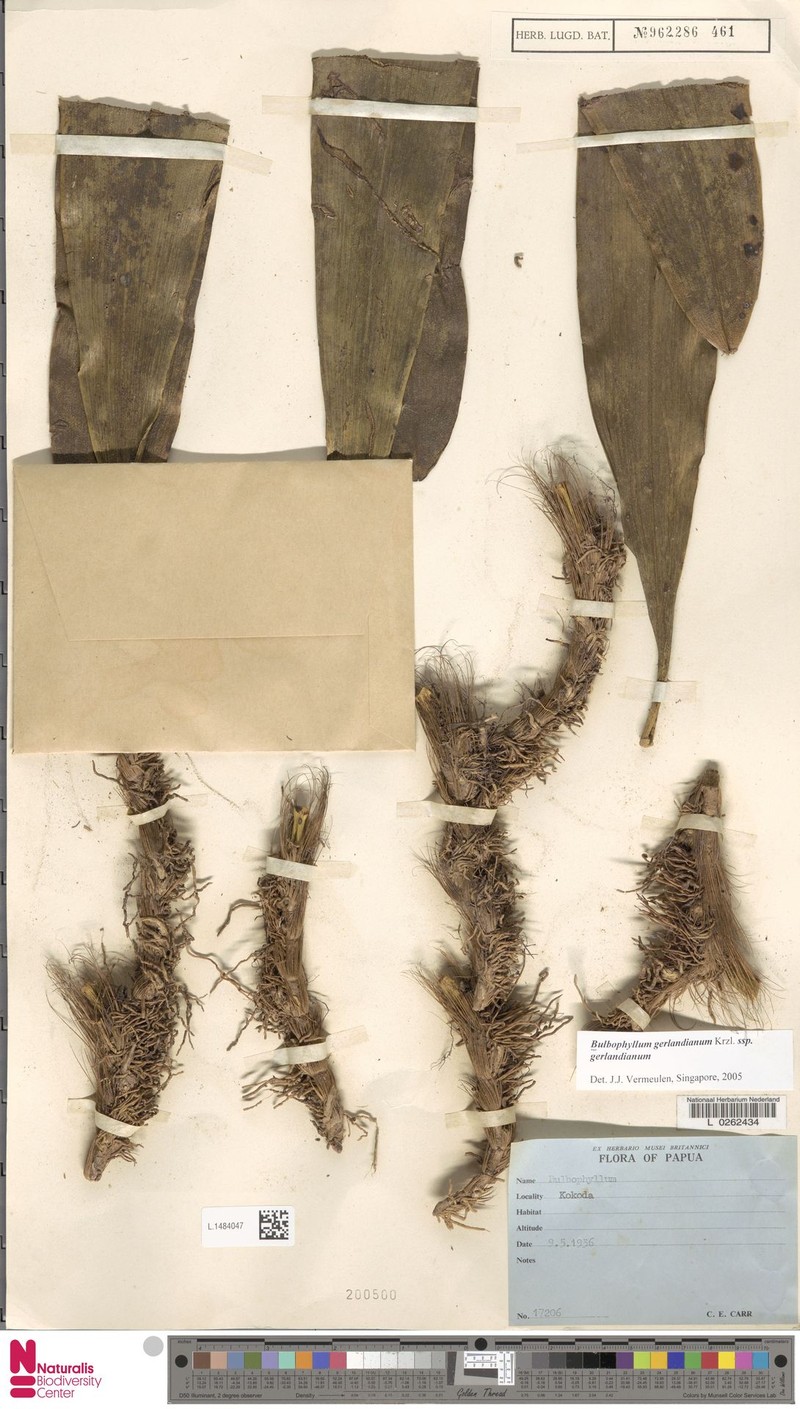 Bulbophyllum gerlandianum photo 3
