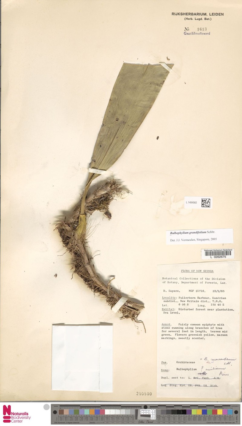 Bulbophyllum gerlandianum photo 4